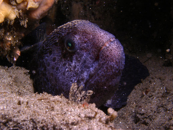 Yalangoch jojalarning fotosuratlari, yuqoridan korinishi